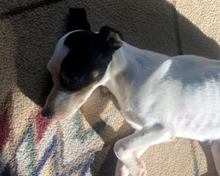 A small white and black dog lying on a rug, visibly thin after surviving in the wilderness